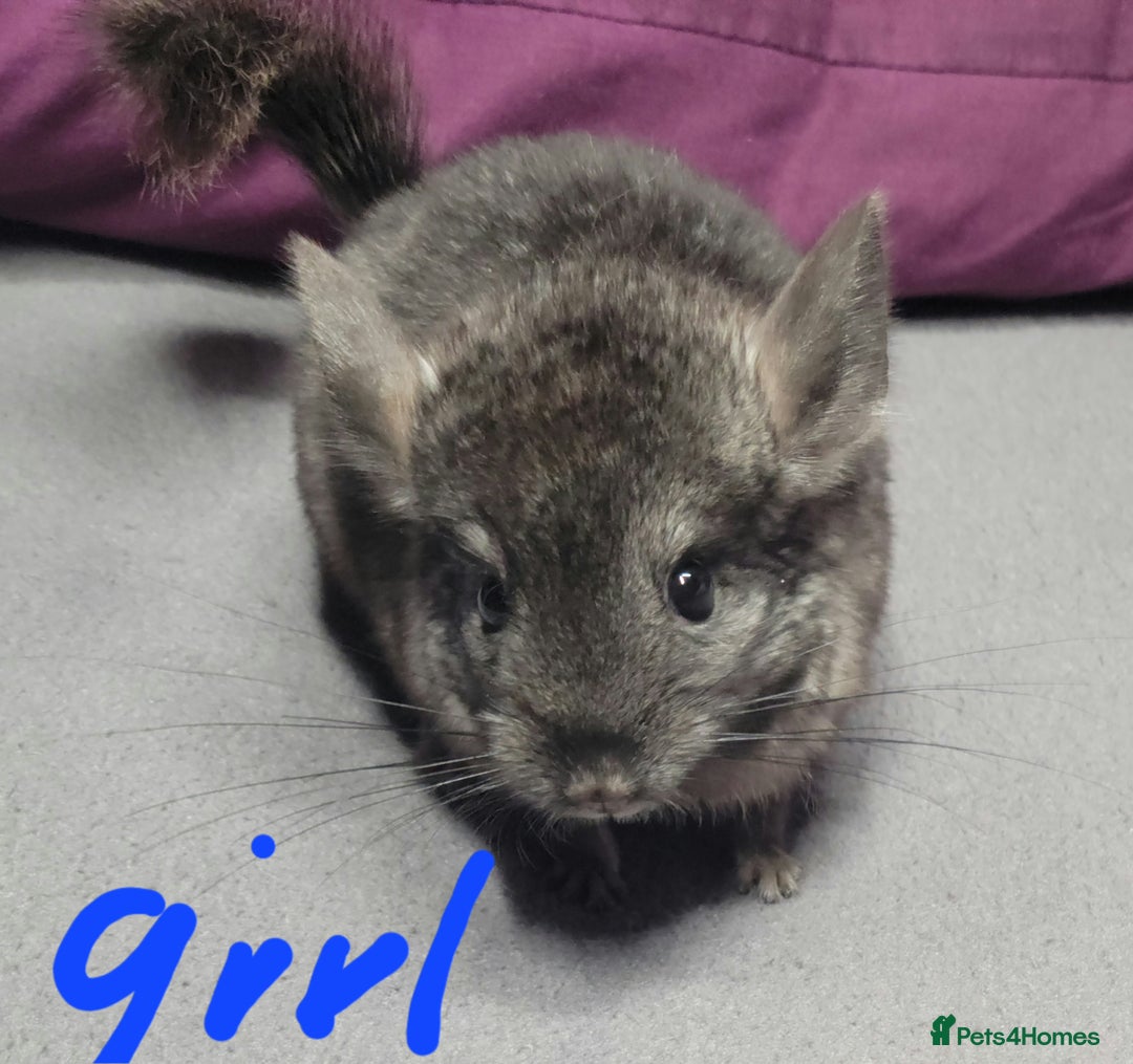 Chinchilla rodents for sale: Various baby chinchillas for sale - Image 4