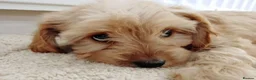 Cavapoo dogs for sale: F1 Cavapoo Puppies  - Advert 4