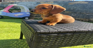 Miniature Dachshund dogs - Advert 4