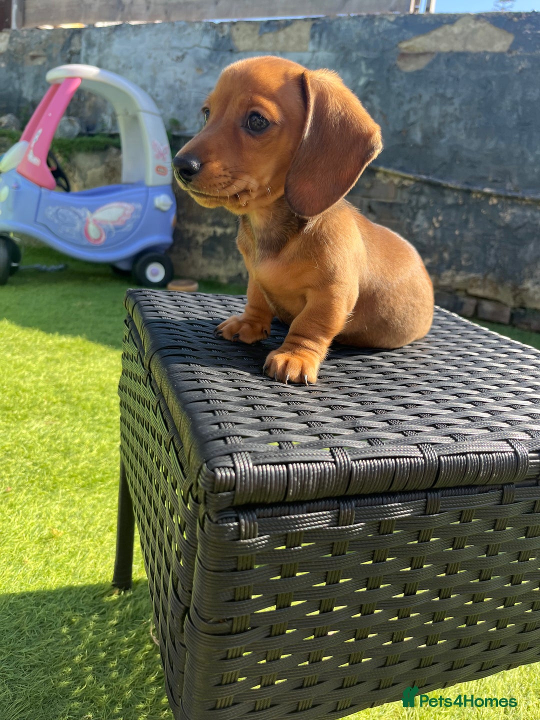 Miniature Dachshund dogs for sale: 🐾 PRICE REDUCED Beautiful miniature dachshunds  - Image 14