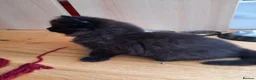 Mixed Breed cats for sale: 3 Adorable Black Kittens looking for Home - Advert 7