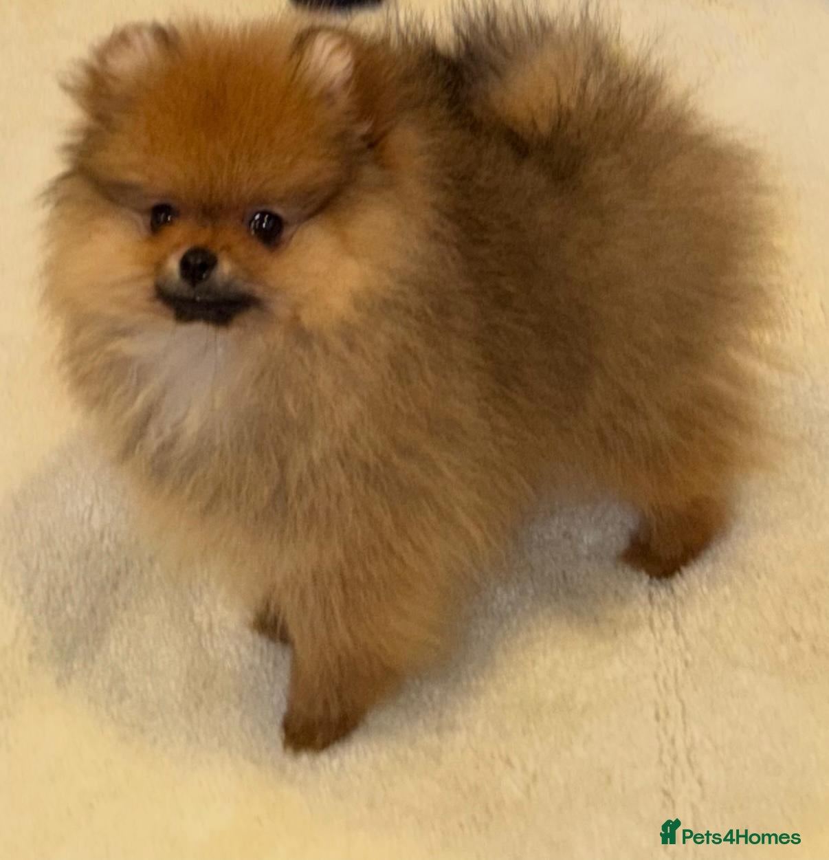 Pomeranian dogs KC Registered Pomeranian  - Advert 17