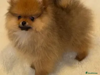 Pomeranian dogs KC Registered Pomeranian - Advert 7