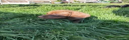 Dachshund dogs for sale: Beautiful Dachshund Puppies in Edinburgh - Advert 17