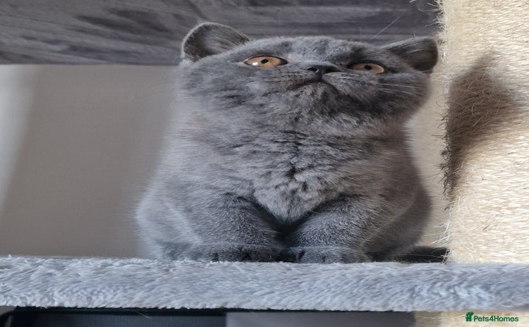 British Shorthair cats - Advert 16