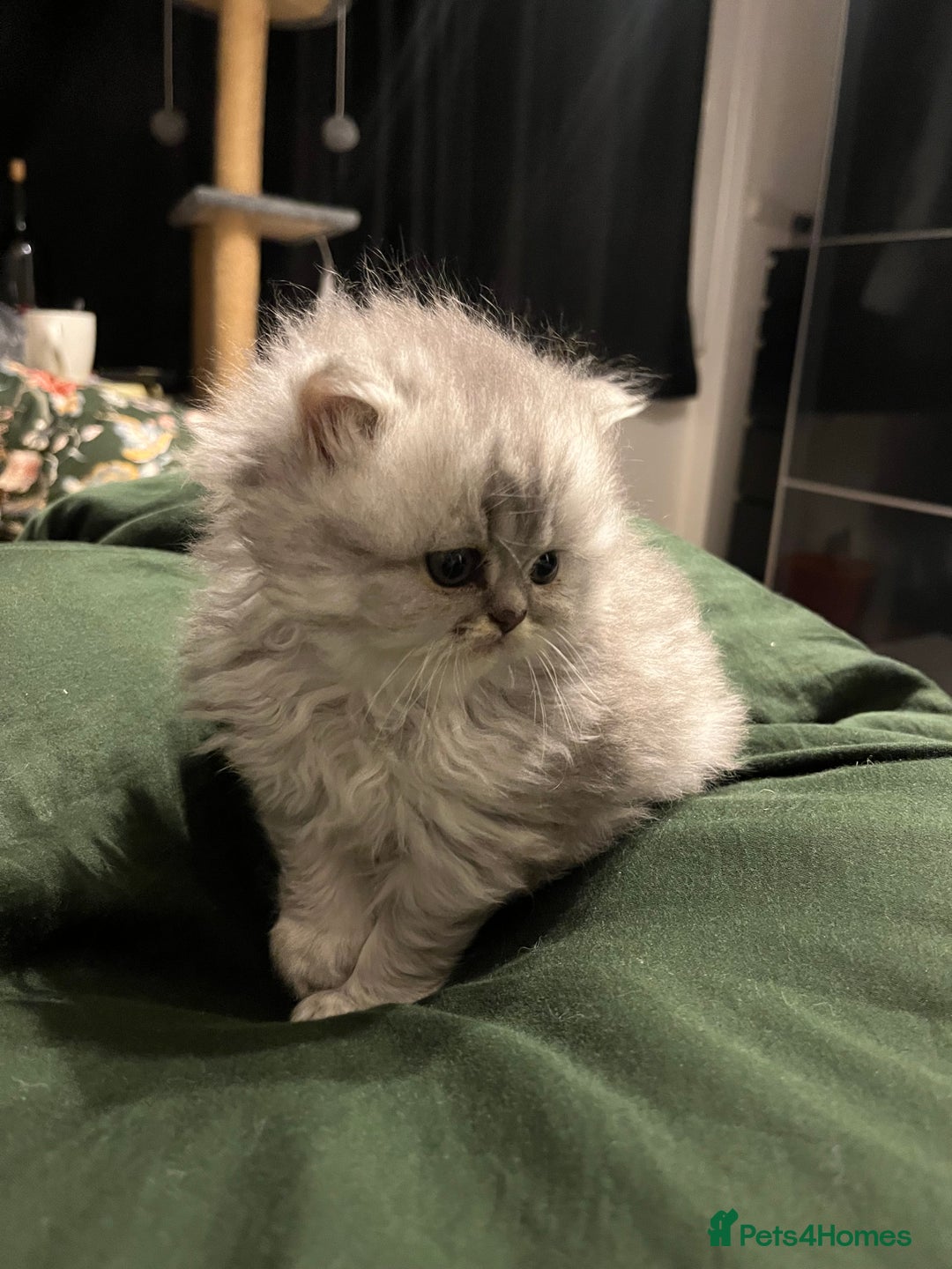 Persian cats for sale: Pure Persian kittens for sale  - Advert 6