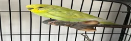 Budgerigars birds for sale: Male and Female Budgie’s in Rochdale - Advert 3
