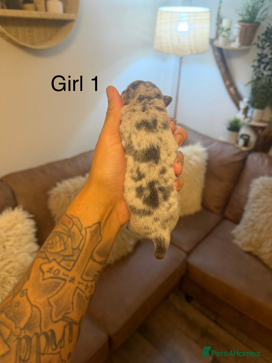 Chow Chow dogs for sale: French chows  - Advert 10