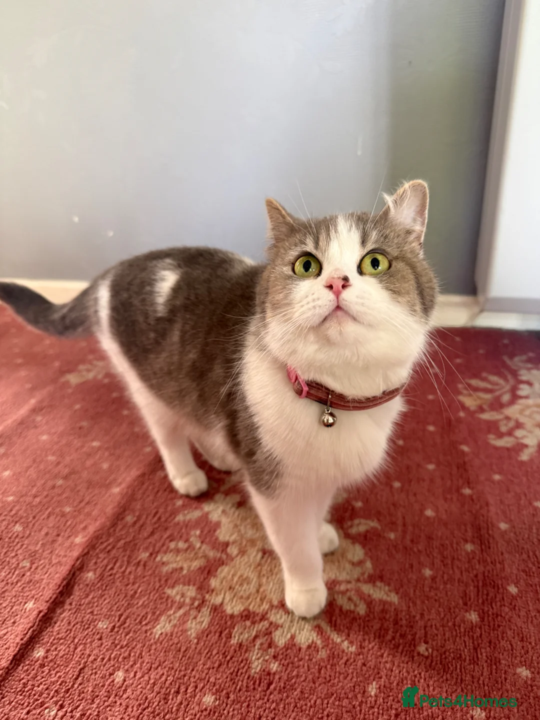 Mixed Breed cats for sale: British shorthair X Ragdoll 1M 2F left - Advert 16