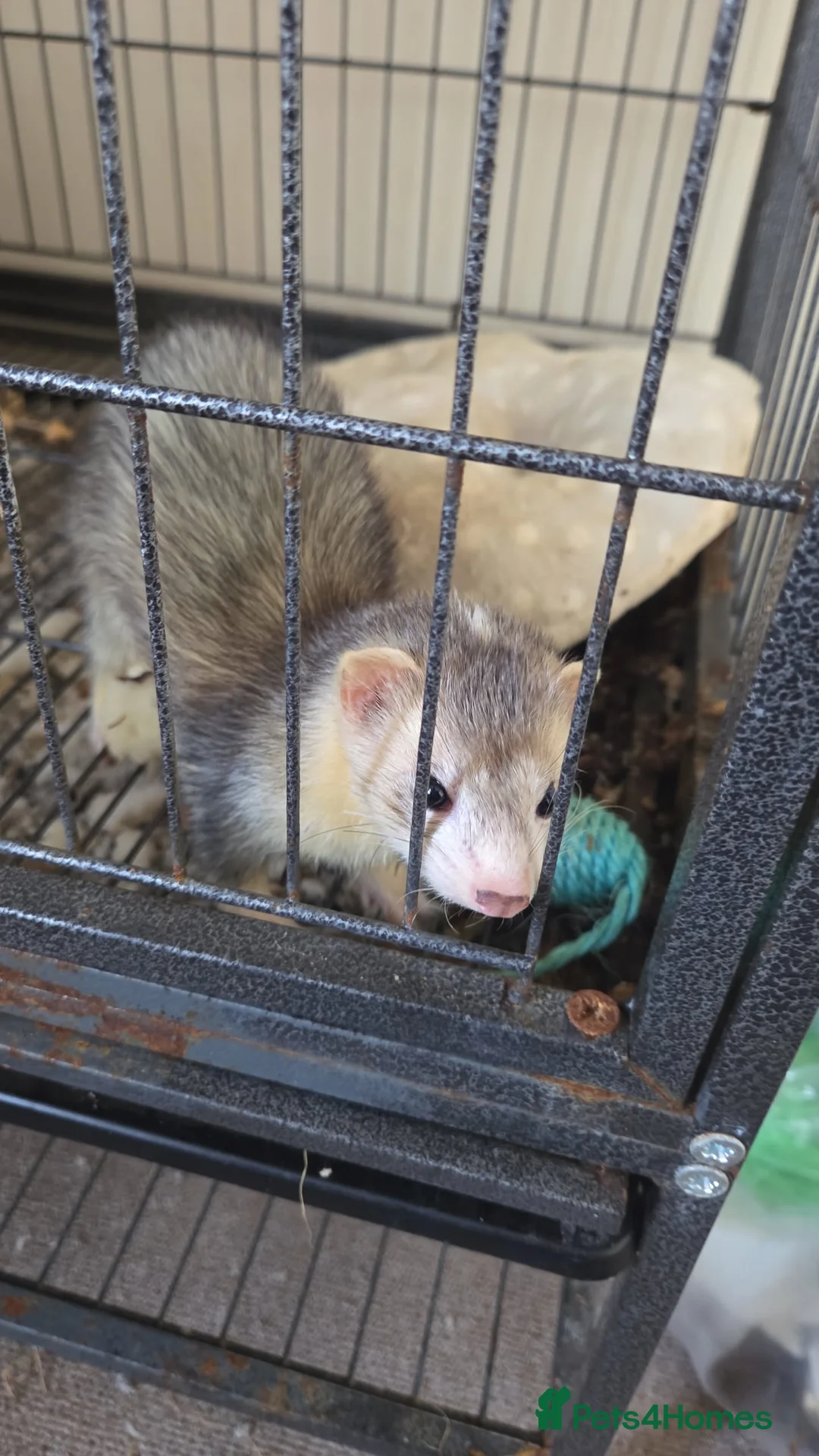 Ferret rodents for sale: Female Ferret Coco in Hull - Advert 2