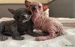 Sphynx cats for sale: 3 beautiful GIRlS available ❤️  - Image 8