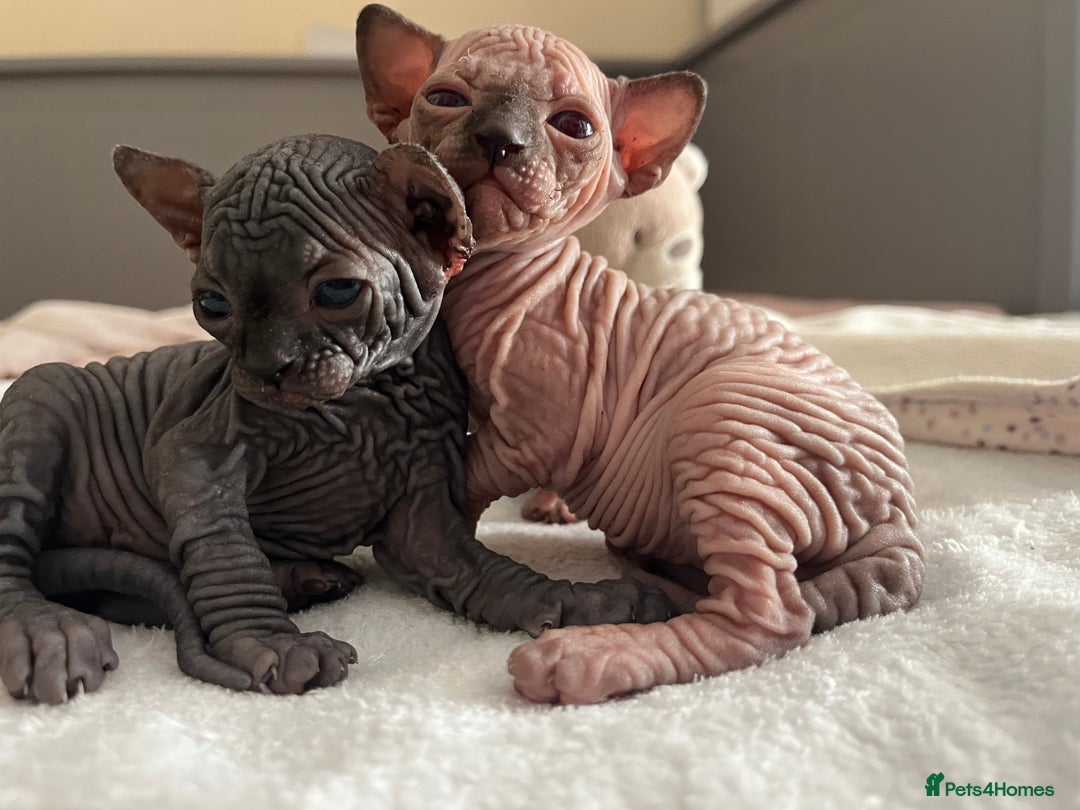Sphynx cats for sale: 3 beautiful GIRlS available ❤️  - Image 8