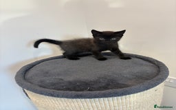 British Shorthair cats for sale: 🐾 British Shorthair Kittens 🐾 - Image 1