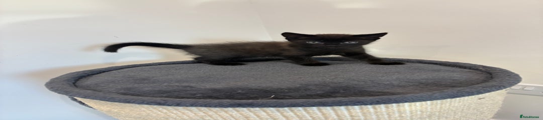 British Shorthair Kitten 1