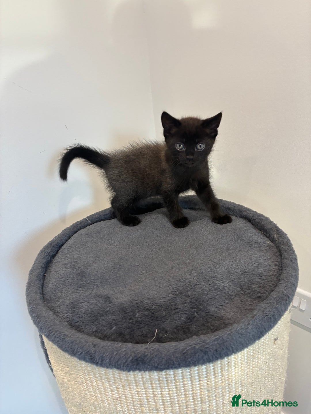 British Shorthair cats for sale: 🐾 British Shorthair Kittens 🐾 - Image 1