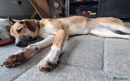 Mixed Breed dogs for adoption: Sara - Norwich Norfolk  - Image 30