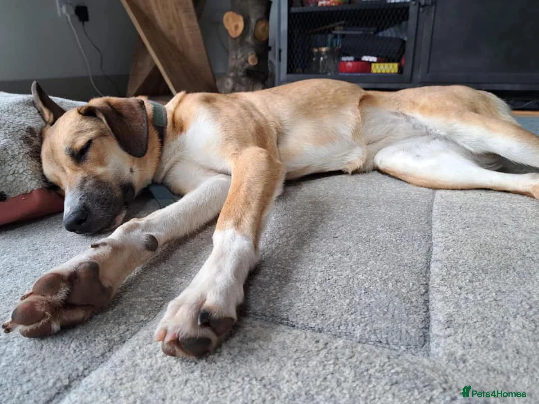 Mixed Breed dogs for adoption: Sara - Norwich Norfolk  - Advert 30