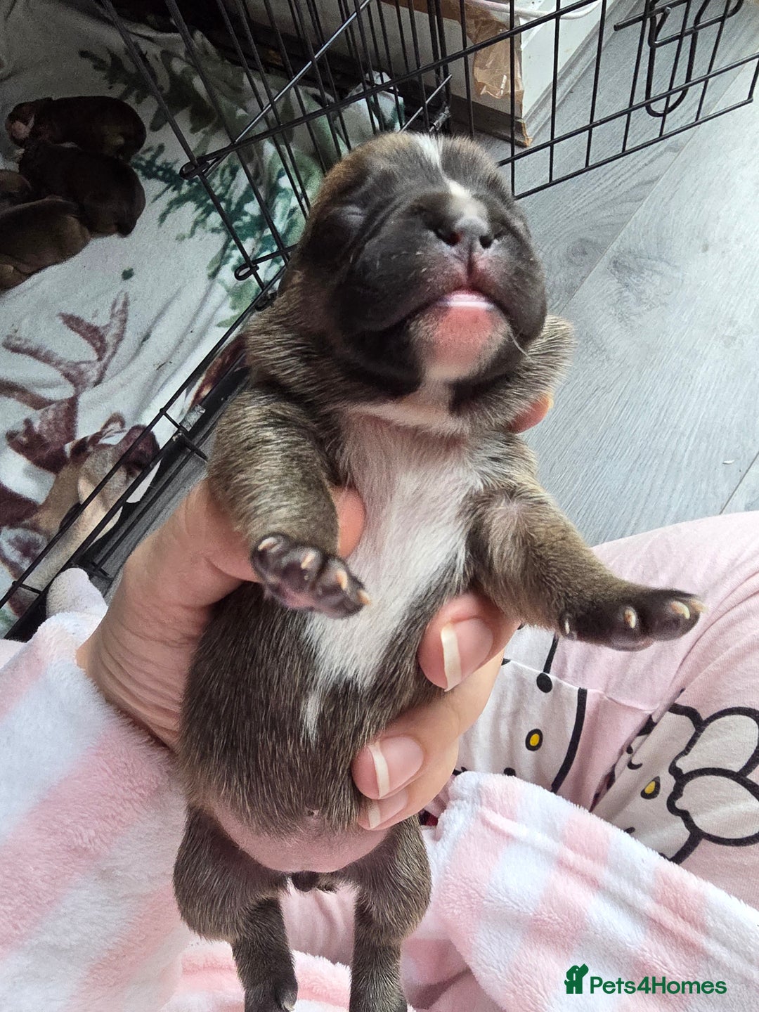 Mixed Breed dogs for sale: French bull jacks - Advert 9