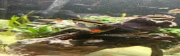 Other/Mixed Breed fish for sale: 2 Siamese algae eater fish  in Purley - Advert 7