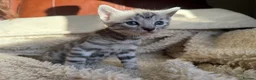 Bengal cats for sale:  STUNNING BENGAL KITTENS   - Advert 4
