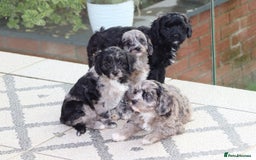 Cavapoo dogs for sale: F1 Cavapoo puppies for sale - Image 28
