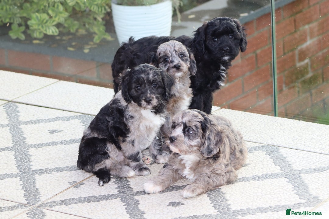 Cavapoo dogs for sale: F1 Cavapoo puppies for sale - Image 28