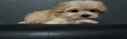 Maltipoo dogs for sale: Toy maltipoo Ready to leave - Advert 29