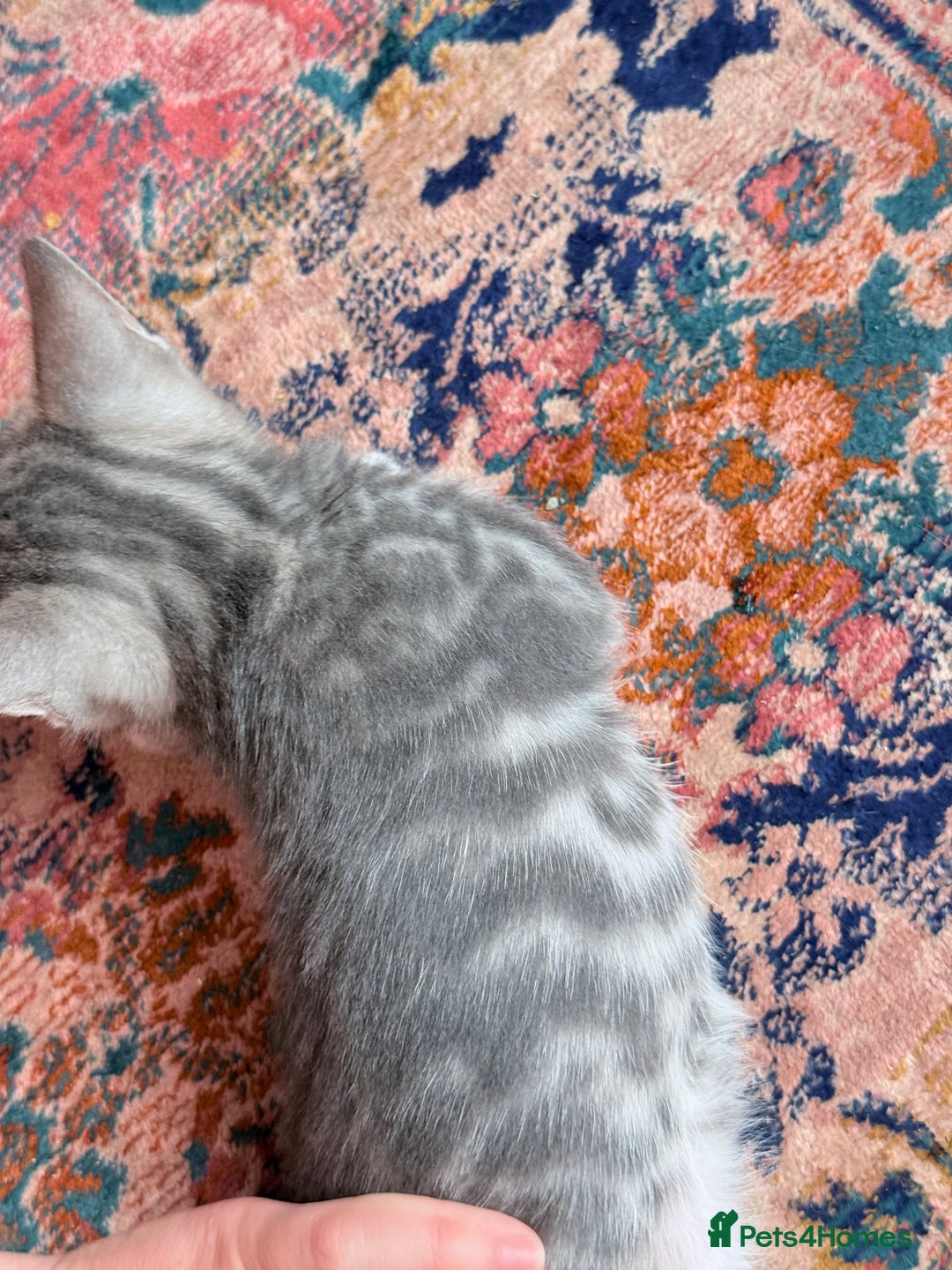 Bengal cats for sale: boys kittens - Image 13