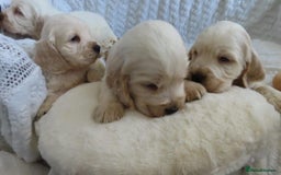 Cocker Spaniel dogs for sale: ❤️‍🔥❤️‍🔥💥Show Type Cocker Spaniel Puppies - Advert 4