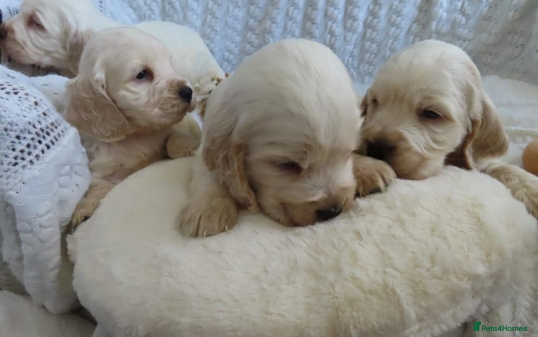Cocker Spaniel dogs for sale: ❤️‍🔥❤️‍🔥💥Show Type Cocker Spaniel Puppies - Advert 4