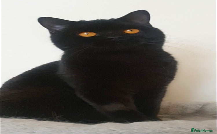 British Shorthair cats - Advert 1