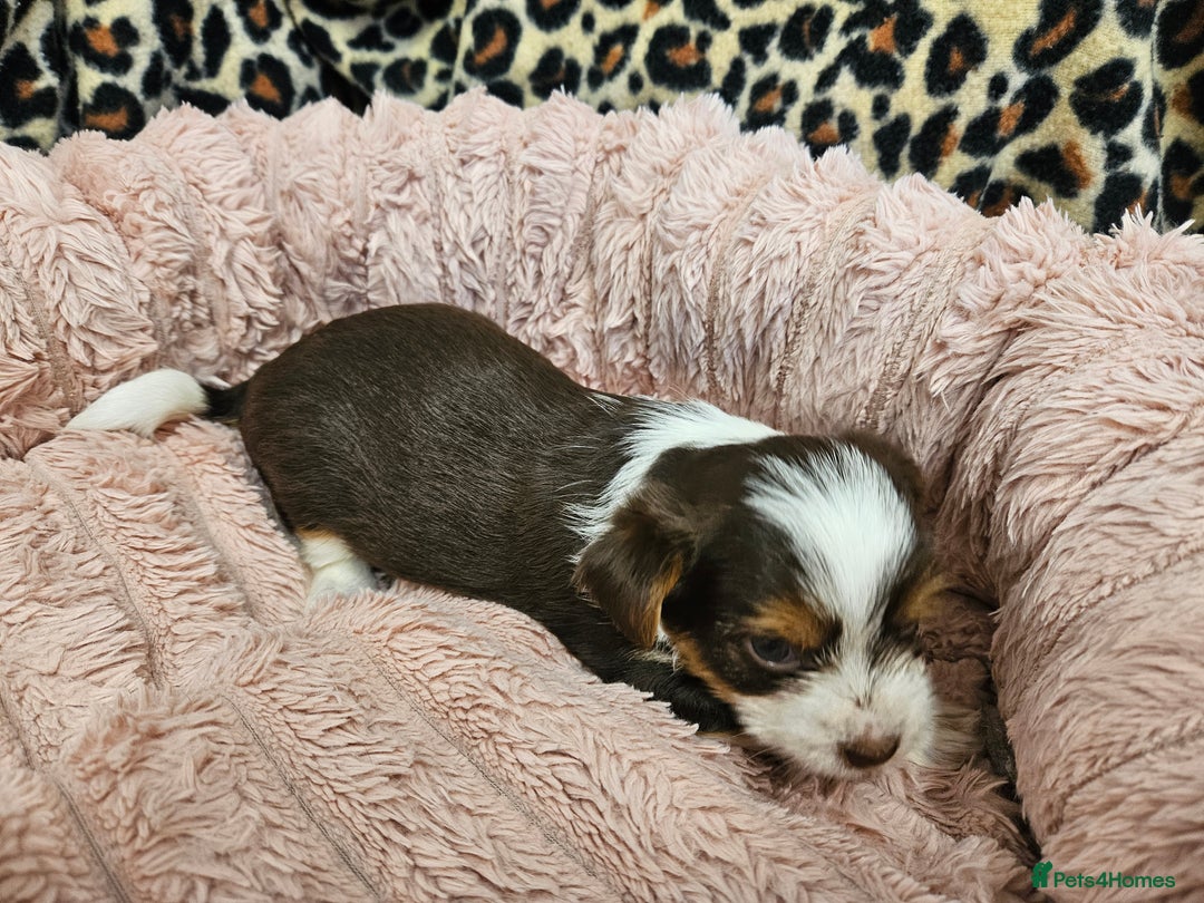 Yorkshire Terrier dogs for sale: 🤎 DNA tested parents 🤎 1 girl, 1 boy - Advert 17