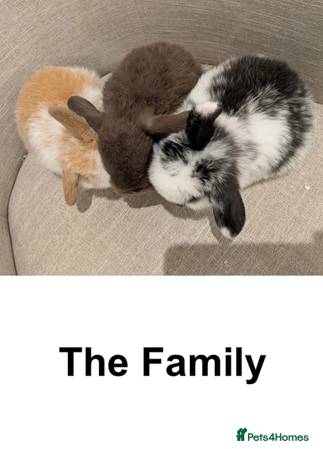 Mini Lop rabbits for sale: Exceptional Mini-Lops. Collect from: 18th February - Advert 8