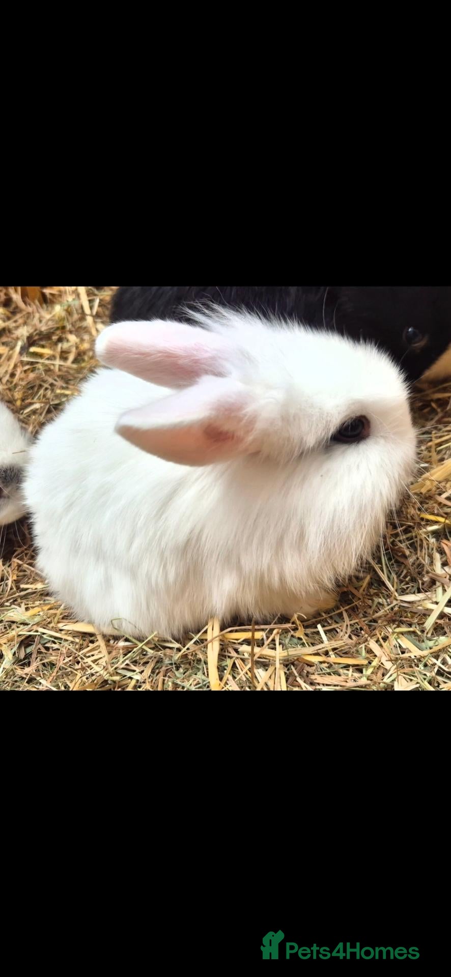 Mixed Breed rabbits 1 girl bunny's left  - Advert 6