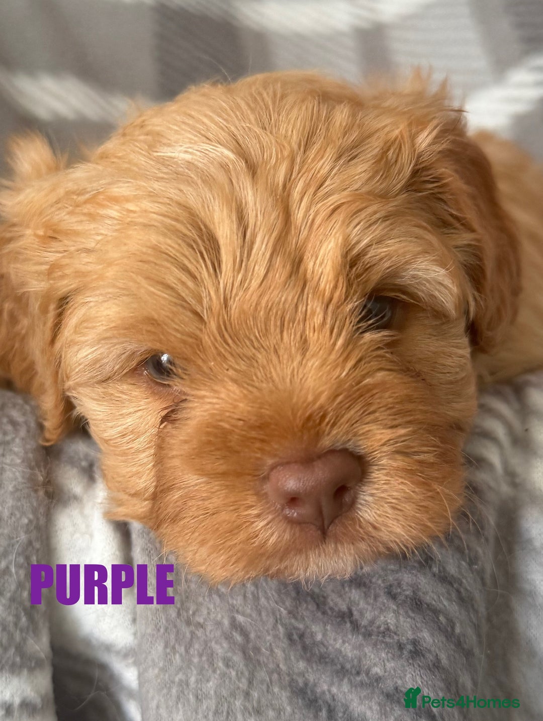 Cavapoo dogs for sale: Stunning F1 Cavapoo Puppies  - Image 9