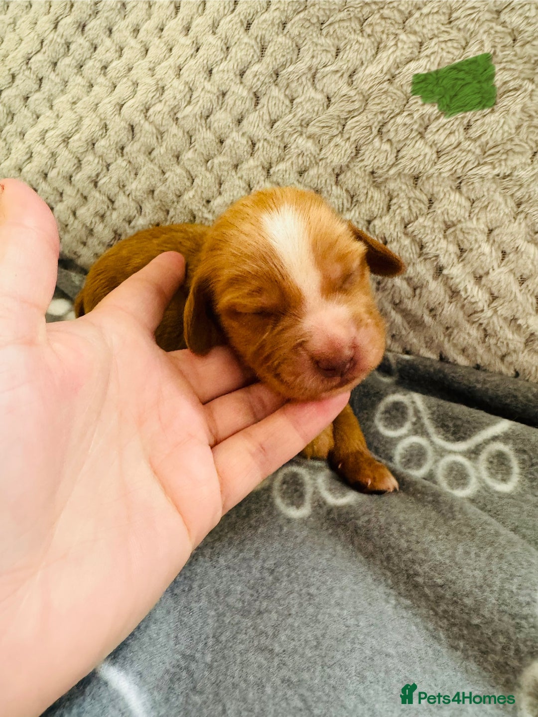 Cocker Spaniel dogs for sale: Red Cocker Spaniel Puppies - Image 29