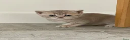 British Shorthair cats for sale: STUNNING LILAC TICKED TABBY GCCF FEMALE KITTENS  - Advert 15