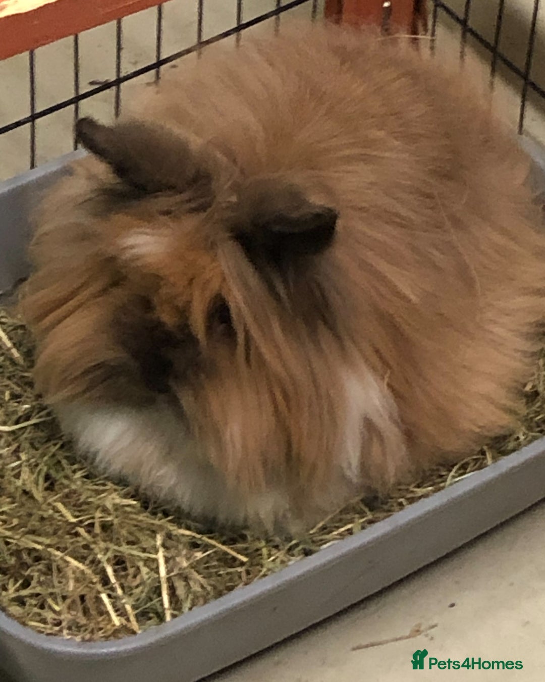 Lionhead rabbits for sale: Pedigree lionhead Doe - Advert 4
