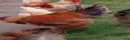 Chickens poultry for sale: LF Brahma Partridge, Lemon Pyle, golden lace - Advert 11