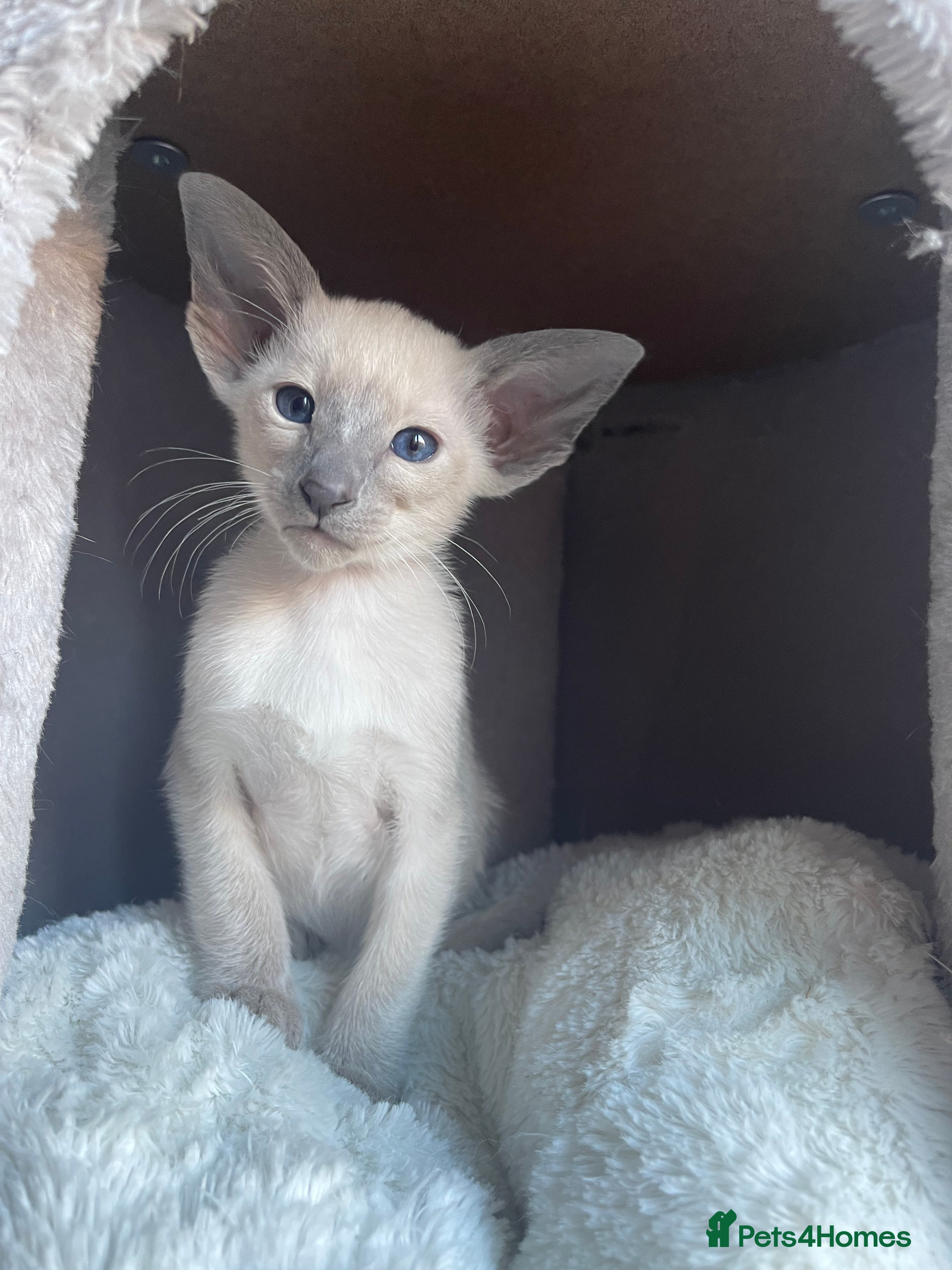 Siamese cats Lovely Siamese Kitten🩵❤️ - Advert 1