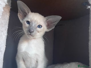 Siamese cats Lovely Siamese Kitten🩵❤️ - Advert 1