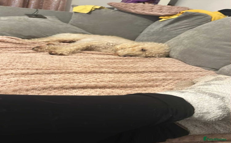 Cockapoo dogs - Advert 4