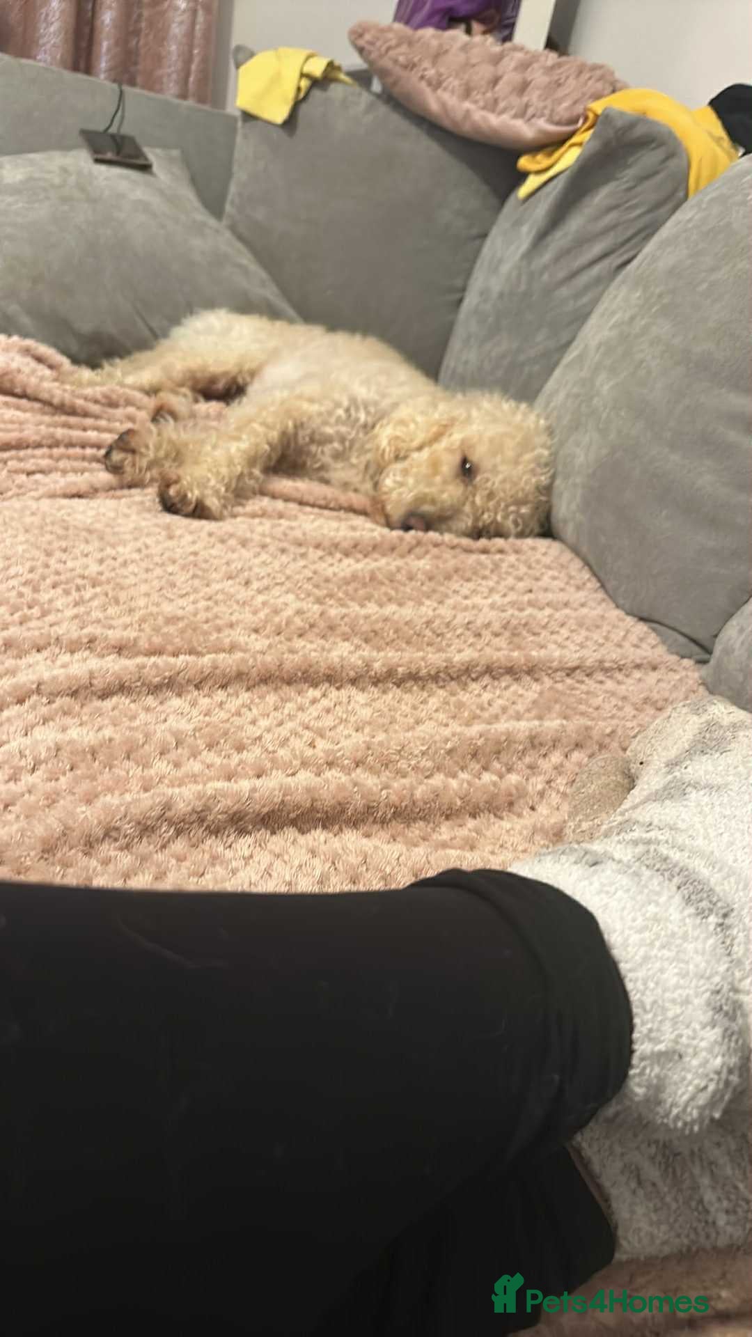 Cockapoo dogs for stud: For stud  - Image 1