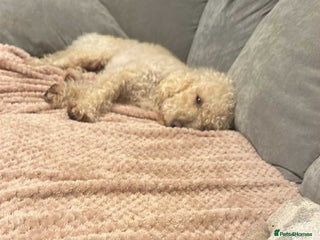 Cockapoo dogs - Advert 1