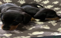 Miniature Dachshund dogs for sale: Stunning Miniature Dachshund Pups - Image 12