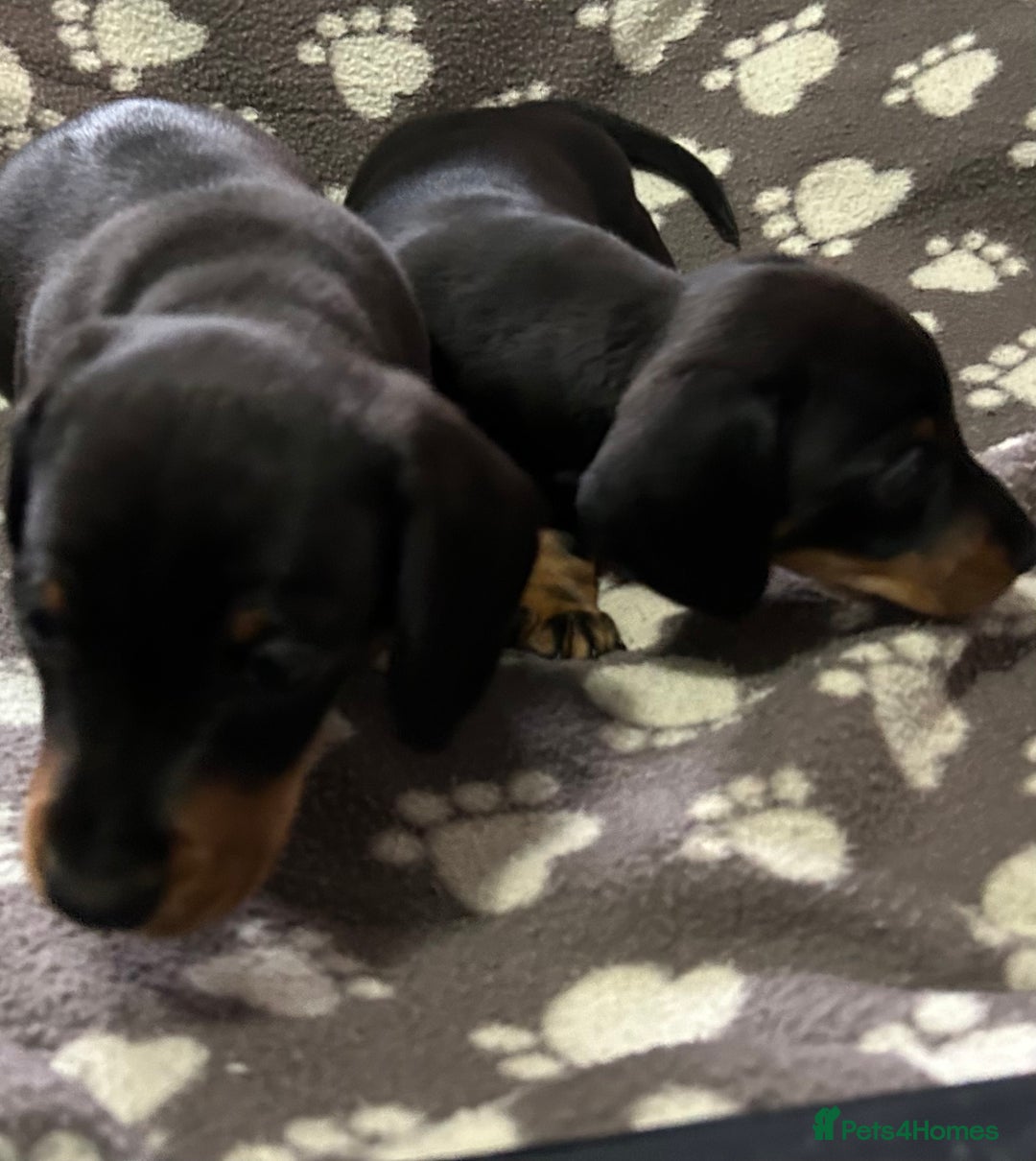 Miniature Dachshund dogs for sale: Stunning Miniature Dachshund Pups - Image 12