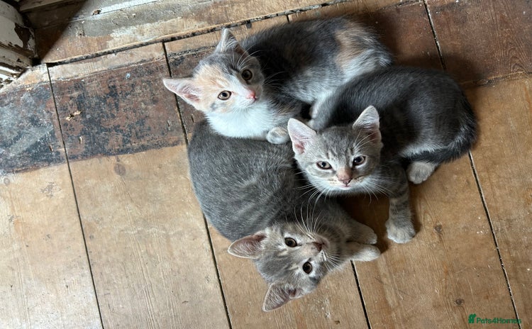 Mixed Breed cats - Advert 2