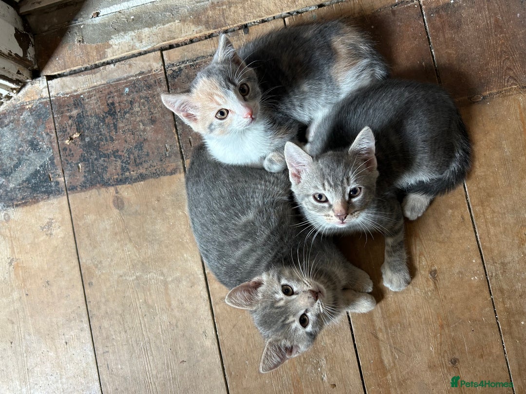 Mixed Breed cats for sale: 4 beautiful and very friendly kittens - Image 1