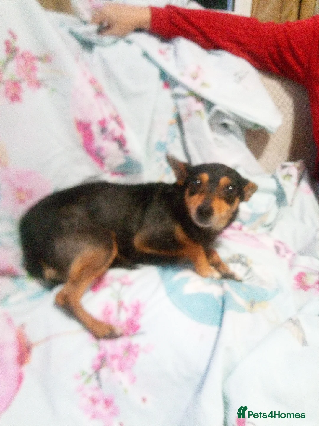 Mixed Breed dogs for sale: Chihuahua x jack russell - Advert 2