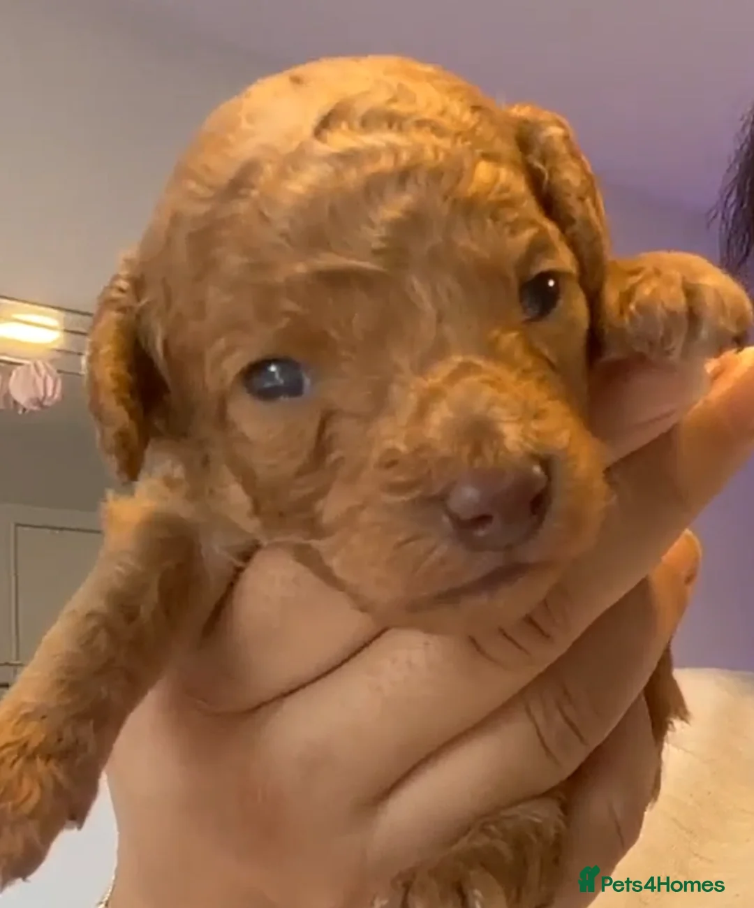 Toy Poodle dogs for stud: *Proven* KC registered Toy Poodle - petite boy in Bolton - Advert 13